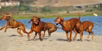 Picture of group of Hungarian Vizsla running on beach