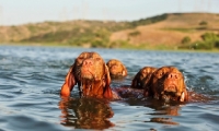 Picture of group of Hungarian Vizsla swimming