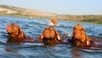 Picture of group of Hungarian Vizslas swimming together
