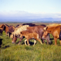 Picture of Group of iceland  mares and foals at Olafsvellir