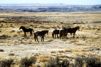 Picture of group of indian ponies in new mexico
