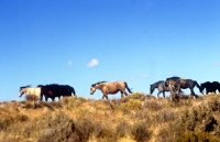 Picture of group of indian ponies walking on hillside, new mexico
