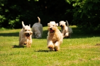 Picture of group of irish soft coated wheaten terriers running