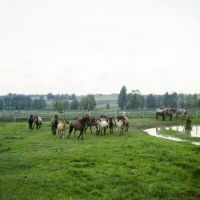 Picture of group of konik ponies, mares and foals in poland
