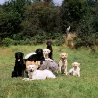 Picture of group of labradors, yellow,black  and chocolate, sitting around tree stump