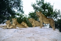 Picture of group of lions on rock in kruger national park, south africa