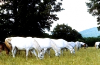 Picture of group of lipizzaner mares at lipica