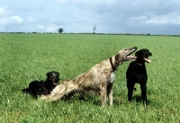 Picture of group of lurchers, one stretching
