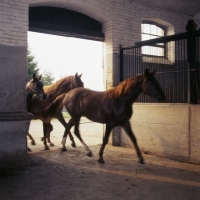 Picture of group of Marbach colts entering stable at marbach,