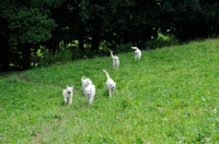 Picture of group of Maremma Sheepdogs running in field