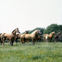 Picture of group of mares and foals standing looking