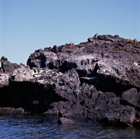 Picture of group of marine iguanas on lava on fernandina island, galapagos islands