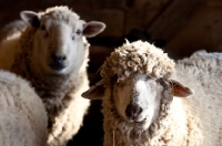 Picture of Group of mixed breed sheep in a barn