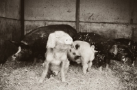 Picture of Group of mixed pigs in barn