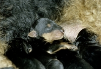 Picture of group of new born airedale puppies
