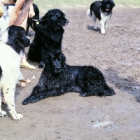 Picture of group of newfoundlands on a muddy beach