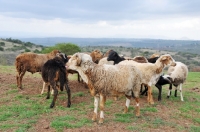 Picture of group of Nguni sheep