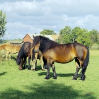 Picture of group of north swedish horses in sweden,
