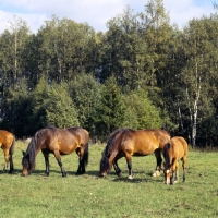 Picture of group of north swedish mares and foal in sweden,