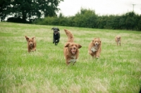 Picture of group of Nova Scotia Duck Tolling Retriever in field