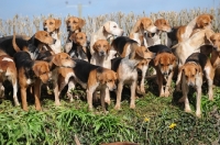 Picture of group of old English type foxhounds