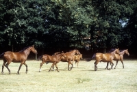 Picture of group of oldenburg mares and foals crossing a field in germany