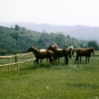Picture of group of palomino and other horses (unknown breed) in corner of field