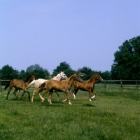 Picture of group of palomino, bay and chestnut horses (unkown breed) trotting in field