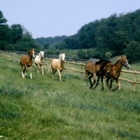 Picture of group of palomino, chestnut and bay horses (unknown breed) trotting in field