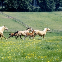 Picture of group of palomino, dun and chestnut horses (unknown breed) and foals cantering