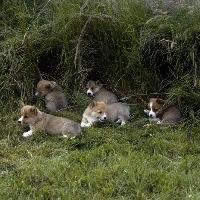 Picture of group of pembroke corgi puppies lying in long grass