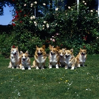 Picture of group of pembroke corgis, lees kennel, sitting in a garden