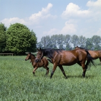 Picture of group of Polish Arab mares and foals