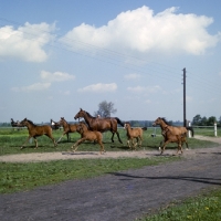 Picture of group of Polish Arab mares and foals running and leaping