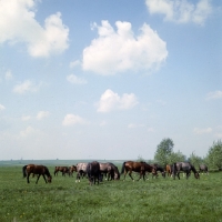 Picture of group of Polish Arabs grazing at janow podlaski stud