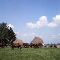 Picture of group of Polish Arabs grazing at janow podlaski stud 
