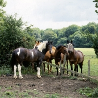 Picture of group of ponies, one with fly fringe, in field with insecure fencing