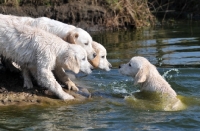 Picture of group of puppies near river