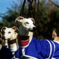 Picture of group of racing whippets in coats