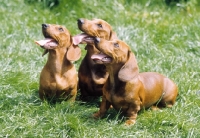 Picture of group of red dachshunds