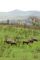 Picture of group of rhinos