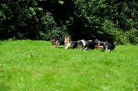 Picture of group of running Shetland Sheepdogs