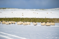 Picture of group of Scottish Blackface ewes