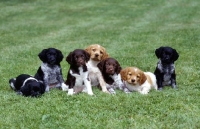 Picture of group of seven brittany puppies in line in the garden
