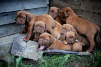 Picture of group of seven Dogue de Bordeaux puppies