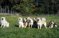 Picture of group of seven Iceland Dogs