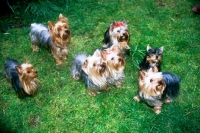 Picture of group of seven yorkshire terriers looking up