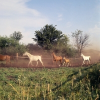 Picture of group of Shagya Arab mares and foals running