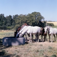 Picture of group of Shagya Arab mares and foals  drinking