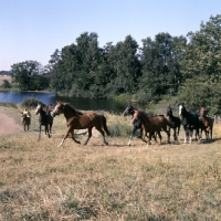 Picture of group of Shagya Arabs trotting